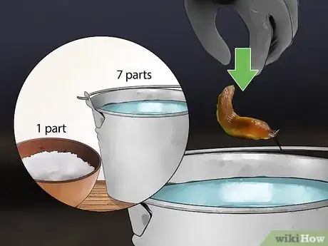 Immagine titolata Does Salt Kill Slugs Step 6