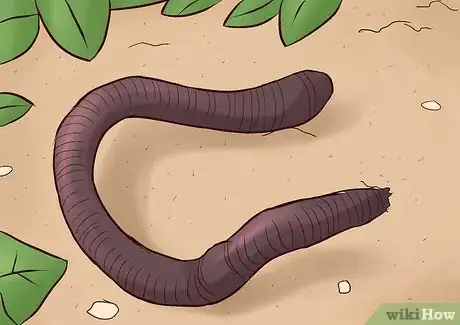 Immagine titolata Feed Worm Farm Worms Step 1