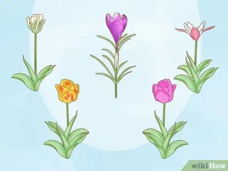 Immagine titolata Care for Tulips Step 15