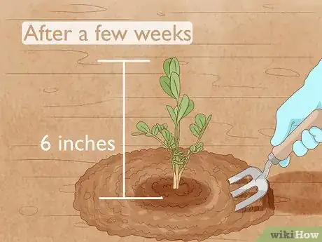 Immagine titolata Grow Peanuts Step 11