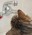 Incoraggiare il tuo Gatto a Bere più Acqua