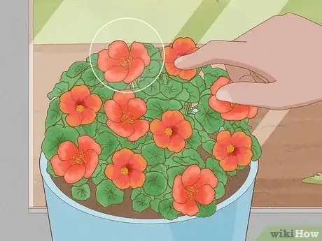 Immagine titolata Use Nasturtiums in Food Step 8