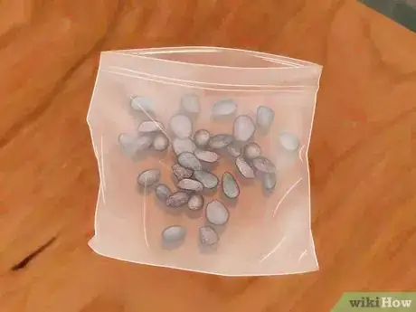 Immagine titolata Grow a Magnolia Tree Step 6