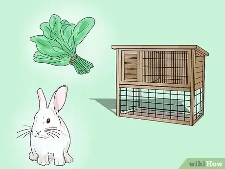 Immagine titolata Teach Your Rabbit to Come when Called Step 1