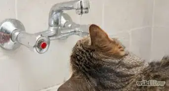 Incoraggiare il tuo Gatto a Bere più Acqua