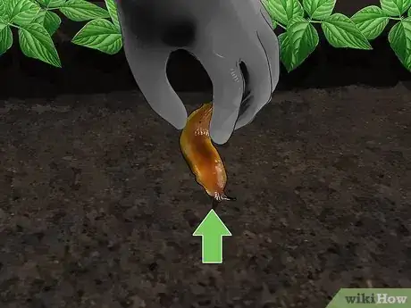 Immagine titolata Does Salt Kill Slugs Step 4