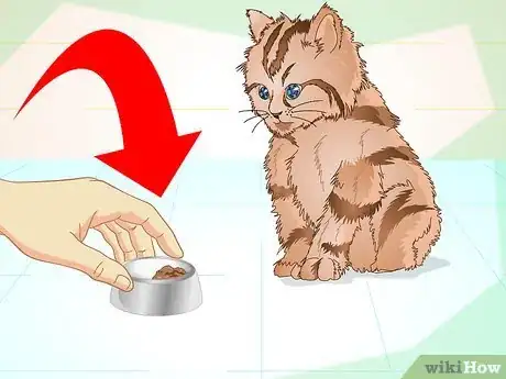 Immagine titolata Get a Sick Kitten to Eat Step 1