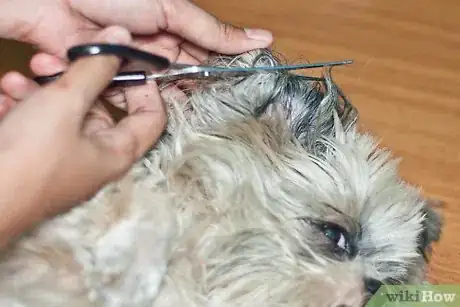 Immagine titolata Brush Mats out of Dog Hair Step 9