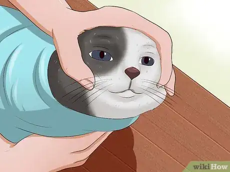 Immagine titolata Give a Cat a Pill Step 13