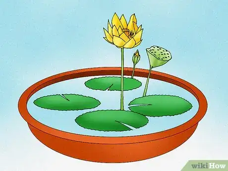 Immagine titolata Make a Lotus Pond Step 8