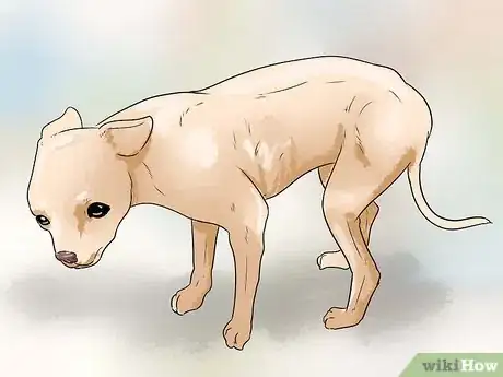 Immagine titolata Stop Aggressive Behavior in Dogs Step 14