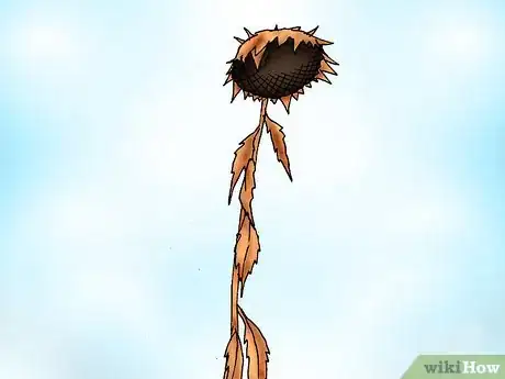 Immagine titolata Prune Sunflowers Step 5