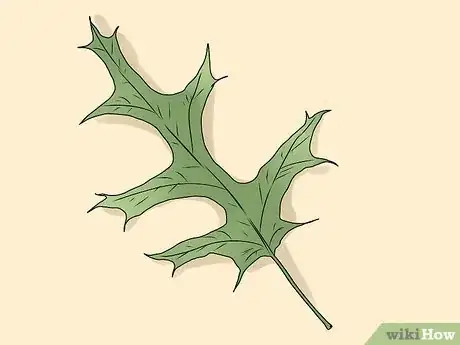 Immagine titolata Identify Oak Leaves Step 15