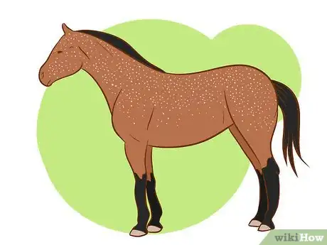 Immagine titolata Distinguish Horse Color by Name Step 3Bullet4