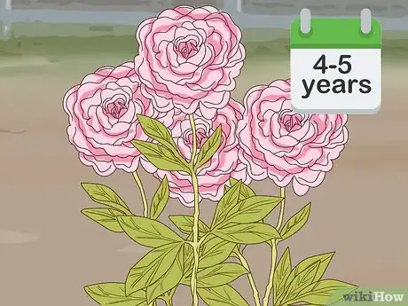 Immagine titolata Get Peonies to Bloom Step 7