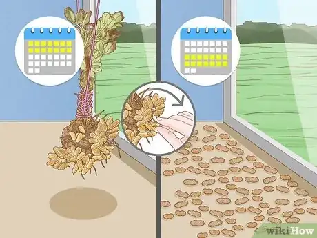 Immagine titolata Grow Peanuts Step 19