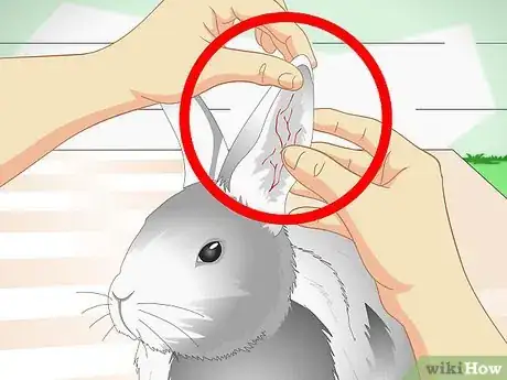 Immagine titolata Keep Pet Rabbits Cool Step 5