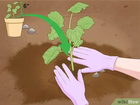 Immagine titolata Grow Broccoli Step 9