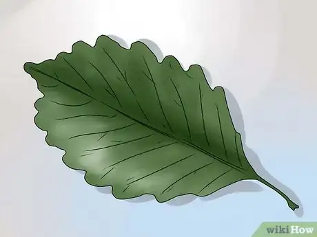 Immagine titolata Identify Oak Leaves Step 12