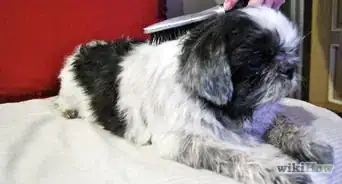 Prendersi Cura di una Femmina di Cane Incinta