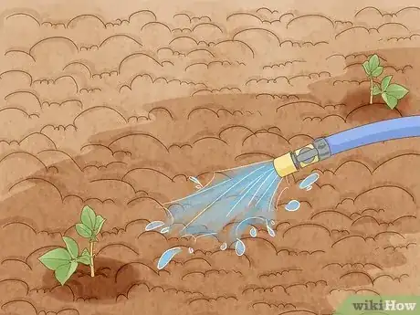 Immagine titolata Grow Peanuts Step 10