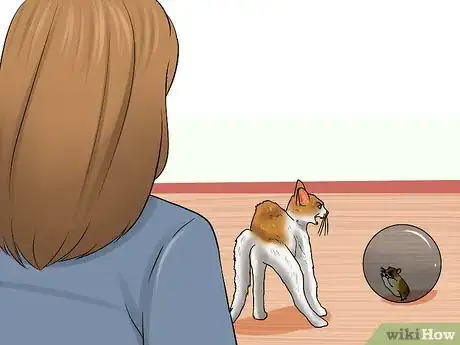 Immagine titolata Know if a Cat Is Stressed Step 10