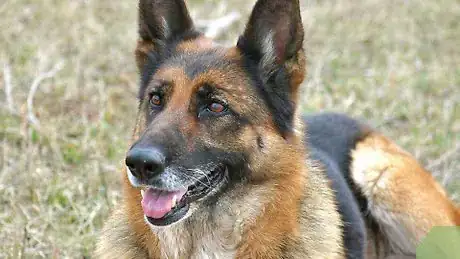 Immagine titolata Take a Dog's Temperature Without Using a Thermometer Step 6