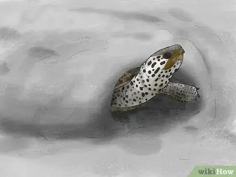 Immagine titolata Tell the Difference Between a Tortoise, Terrapin and Turtle Step 10