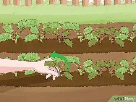 Immagine titolata Grow Broccoli Step 8