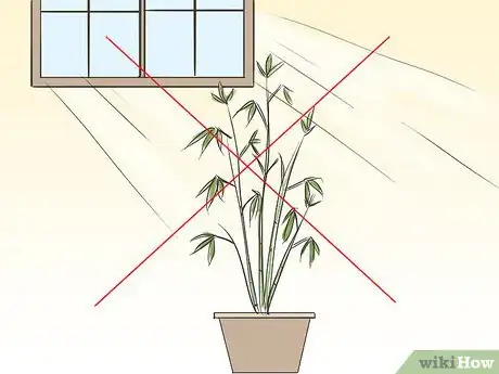 Immagine titolata Care for an Indoor Bamboo Plant Step 2