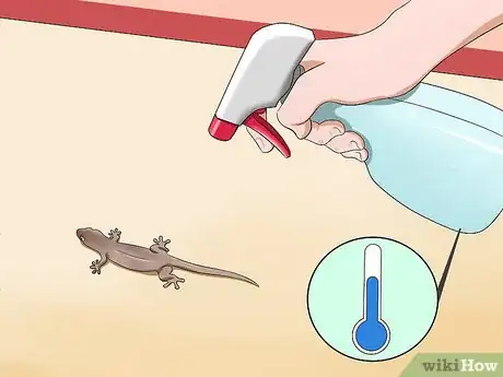Immagine titolata Catch a Lizard Without Using Your Hands Step 4