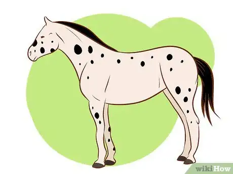 Immagine titolata Distinguish Horse Color by Name Step 3Bullet8