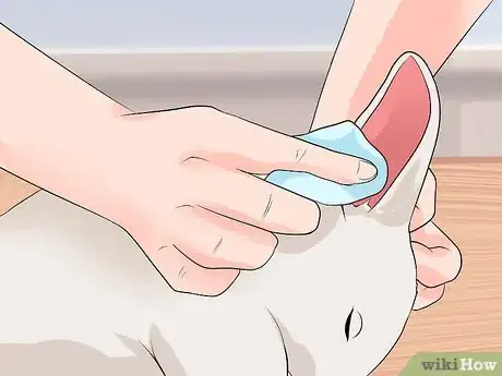 Immagine titolata Clean Your Rabbit's Ears Step 8