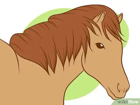 Immagine titolata Distinguish Horse Color by Name Step 1Bullet2