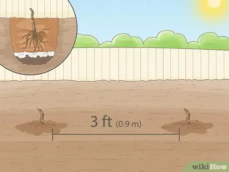 Immagine titolata Plant Peonies Step 3