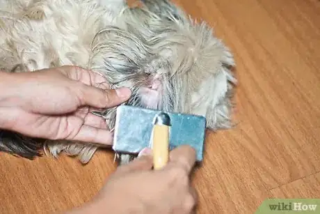 Immagine titolata Brush Mats out of Dog Hair Step 4