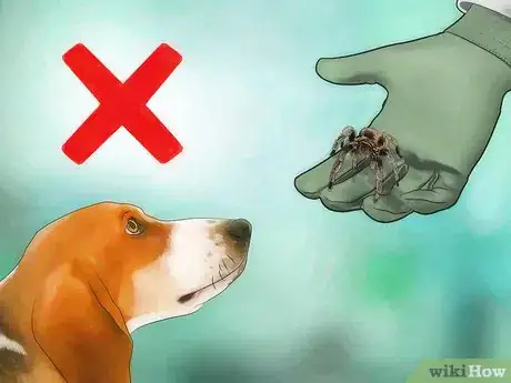 Immagine titolata Pick up a Tarantula Step 10