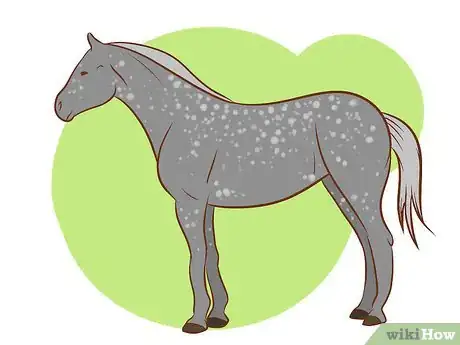 Immagine titolata Distinguish Horse Color by Name Step 2Bullet6
