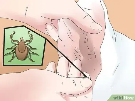 Immagine titolata Identify a Deer Tick Step 1