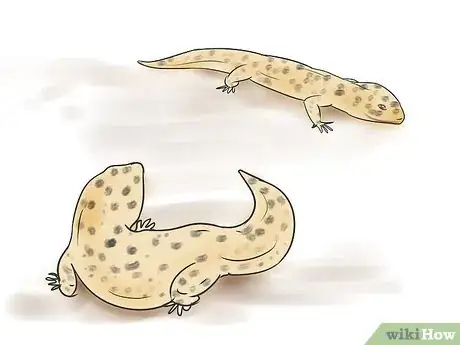 Immagine titolata Breed Leopard Geckos Step 5