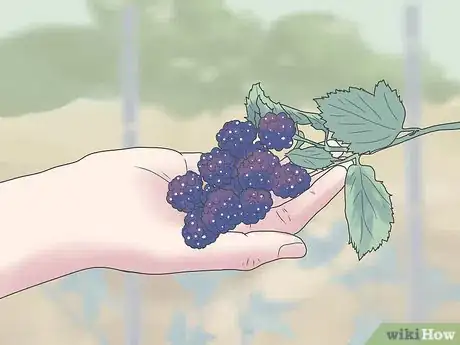 Immagine titolata Grow Blackberries Step 15