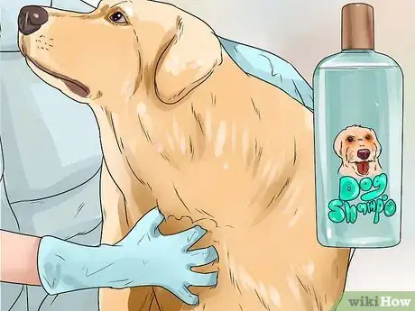 Immagine titolata Keep Fleas Off Dogs Step 12