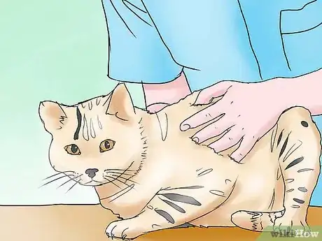 Immagine titolata Treat Bladder Stones in Cats Step 3