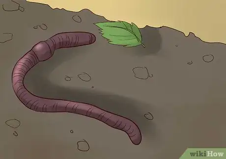 Immagine titolata Feed Worm Farm Worms Step 3