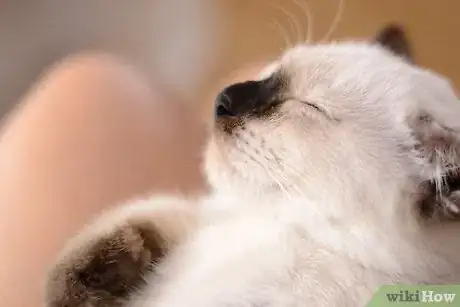 Immagine titolata Stop a Cat from Chewing Step 1