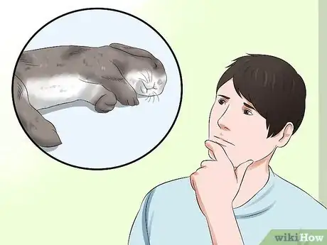 Immagine titolata Treat Heat Stroke in Rabbits Step 9
