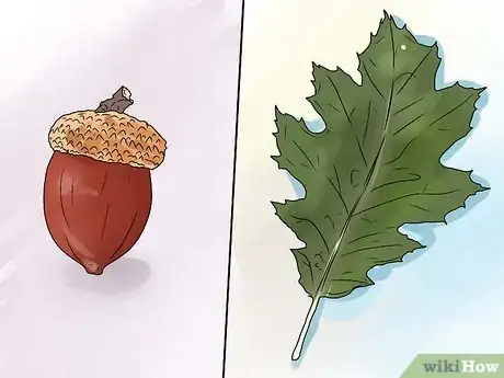 Immagine titolata Identify Oak Leaves Step 13