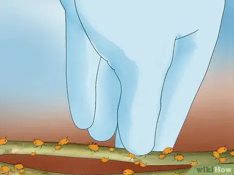 Immagine titolata Keep Aphids Away Using Eco Friendly Methods Step 3