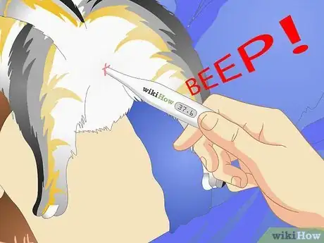 Immagine titolata Check a Cat's Temperature Step 8