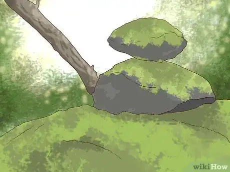 Immagine titolata Find and Care for a Pet Tardigrade (Water Bear) Step 2
